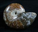 Big Bodied Desmoceras Ammonite - inches #2953-1
